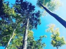 Chrobak - Klet-6C-4.jpg