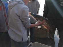 Workshop_Třeboň - Ryby_2.jpg