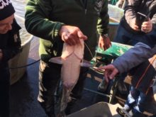 Workshop_Třeboň - Sumec.jpg