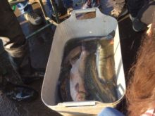 Workshop_Třeboň - Ukazka-ryb.jpg