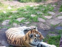 Novakova - ZOO-14.jpg