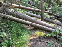 Cesta - 20220616_082923