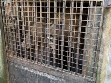 Ceskokrumlovsti_medvedi - c.-3