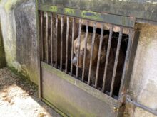 Ceskokrumlovsti_medvedi - c.-5