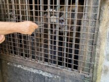 Ceskokrumlovsti_medvedi - c.-9