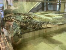 skolnivyletprotivin - f.-2