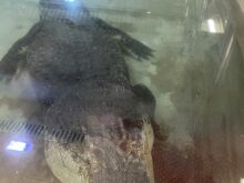 skolnivyletprotivin - f.-6