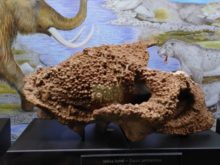 Muzeum_geologie - IMG_20200310_102205
