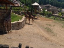Němcová - IMG_20180604_130620.jpg