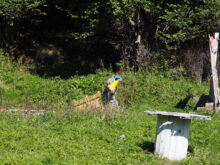 Paintball - P9062733